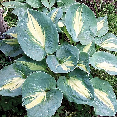 Hosta 'Thunderbolt'