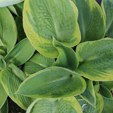 Hosta tokudama 'Flavocircinalis'