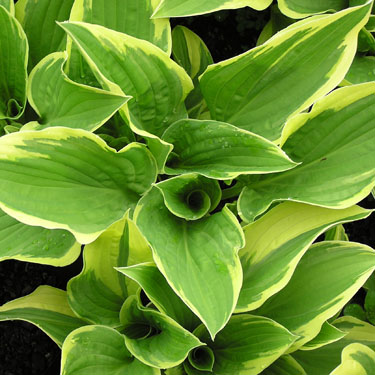 Hosta 'Treasure Trove'