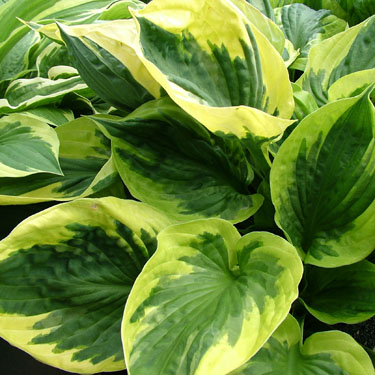 Hosta 'Twilight'