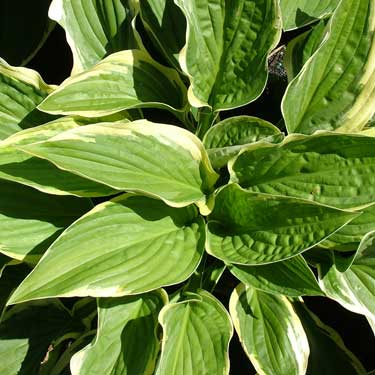 Hosta 'Viette's Yellow Edge'