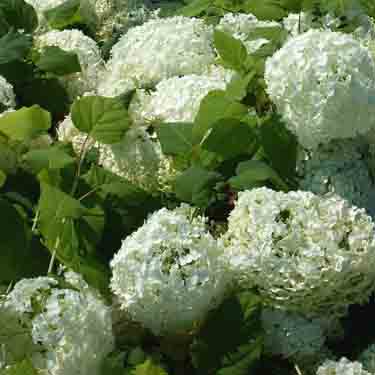 Hydrangea 'Annabelle'