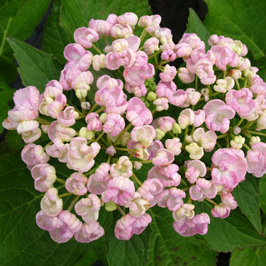 Hydrangea 'Ayesha'