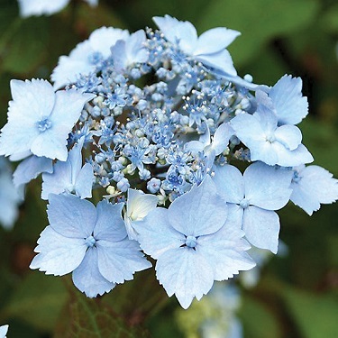 Hydrangea 'Blue Deckle'