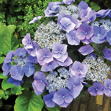 Hydrangea 'Blue Meise'