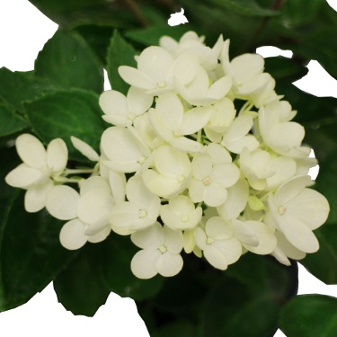 Hydrangea 'Bombshell'