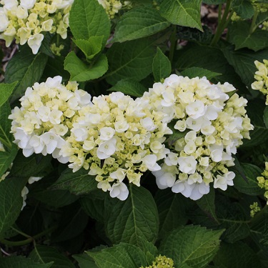 Hydrangea 'Bridal Bouquet'