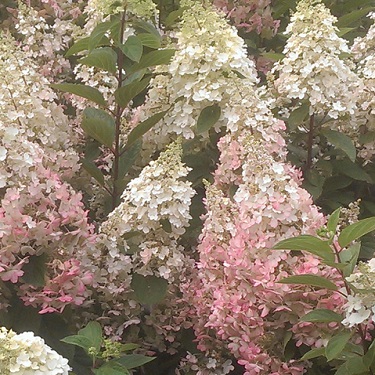 Hydrangea 'Candlelight'