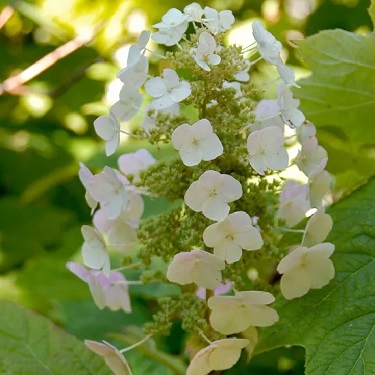 Hydrangea 'Ice Crystal'