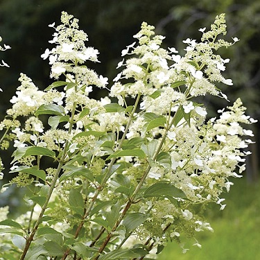 Hydrangea 'Kyushu'