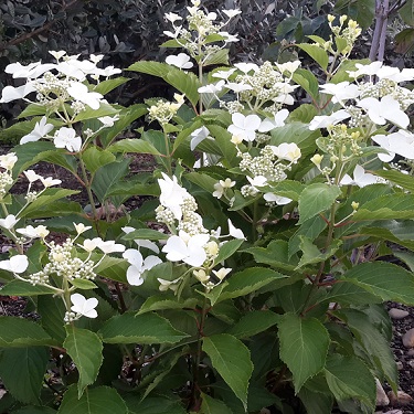 Hydrangea 'Levana'