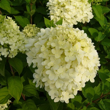 Hydrangea 'Limelight'