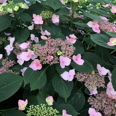 Hydrangea 'Magic Pillow'