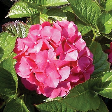 Hydrangea 'Masja'