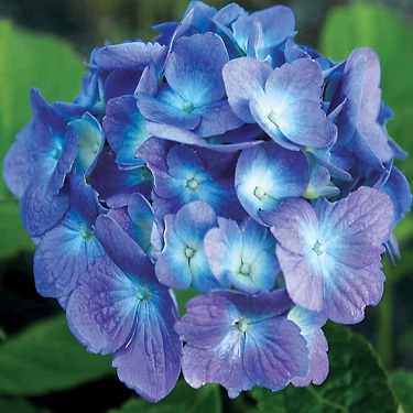 Hydrangea 'Mathilda Gutges'