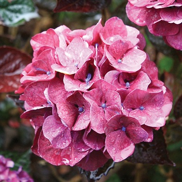 Hydrangea 'Merveille Sanguine'