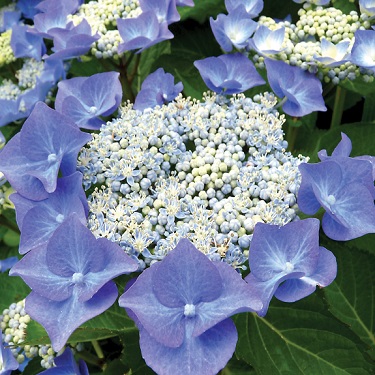 Hydrangea 'Nightingale'