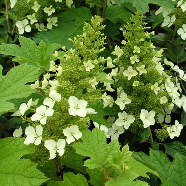 Hydrangea 'Pee Wee'