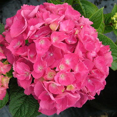 Hydrangea 'Piamina'