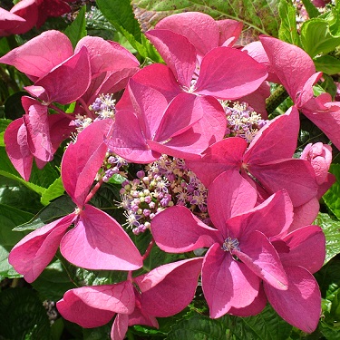 Hydrangea 'Red Start'