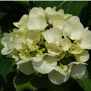 Hydrangea 'Schneeball'