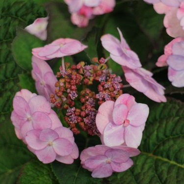 Hydrangea 'Summer Glow'