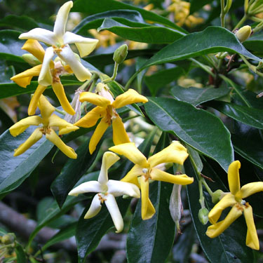 Hymenosporum flavum