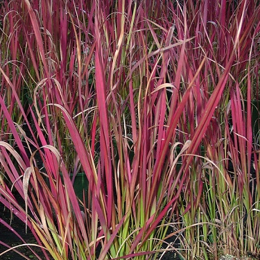 Imperata cylindrica 'Red Baron'