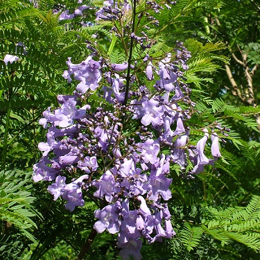 Jacaranda mimosifolia