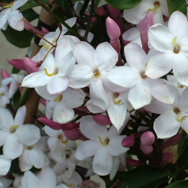 Jasminum polyanthum