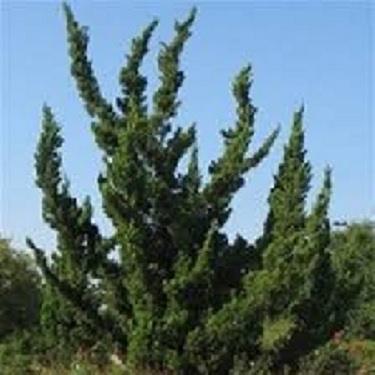 Juniperus 'Kaizuka'