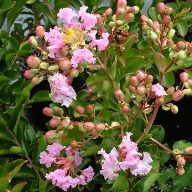 Lagerstroemia indica 'Soir D'ete'