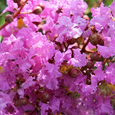 Lagerstroemia 'Souvenir de Hubert Puard' Lagerstroemia 'Souvenir de Hubert Puard'