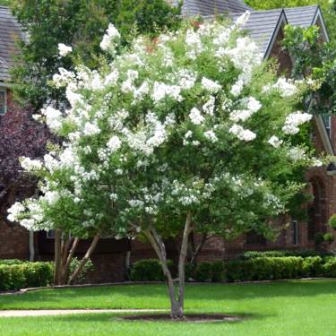 Lagerstroemia faurieri 'Townhouse'