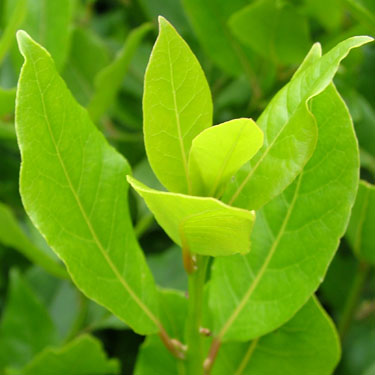 Laurus nobilis