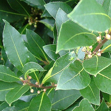 Laurus 'Verdi'