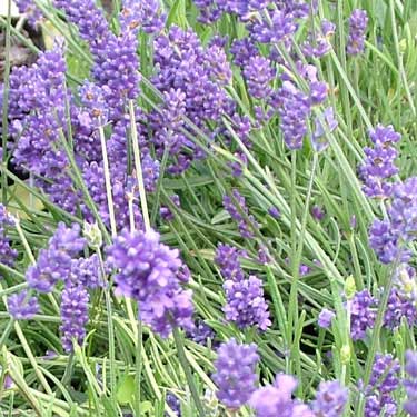 Lavandula angustifolia 'Foveaux Storm'