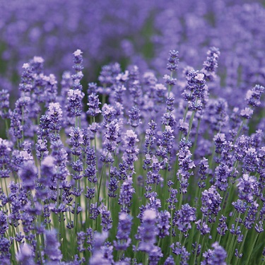 Lavandula angustifolia 'Hidcote Blue'