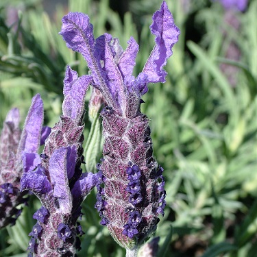 Lavandula stoechas 'Major'