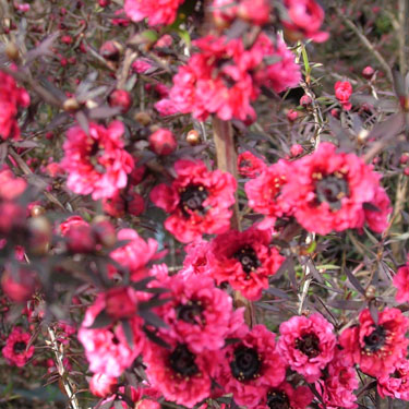 Leptospermum 'Burgundy Queen'