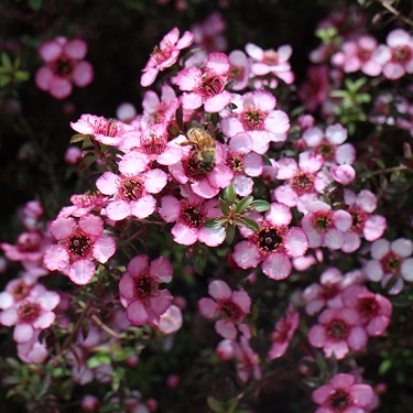 Leptospermum 'Centaurus'