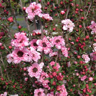 Leptospermum 'Coral Candy'