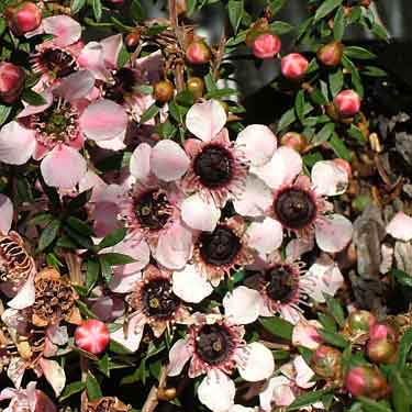 Leptospermum nanum 'Tui'