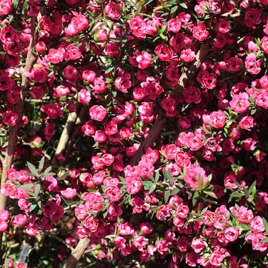 Leptospermum 'Wiri Joan'