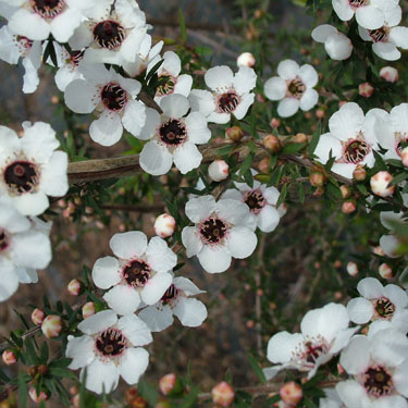 Leptospermum 'Wiri Susan'