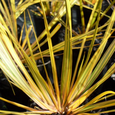 Libertia 'Fields of Gold'