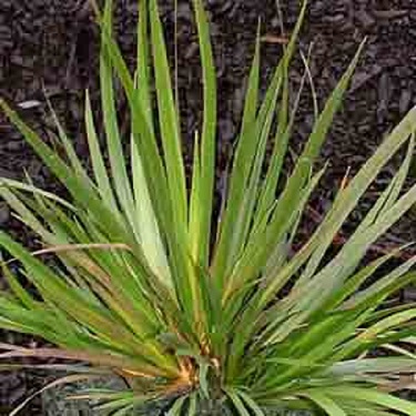 Libertia grandiflora