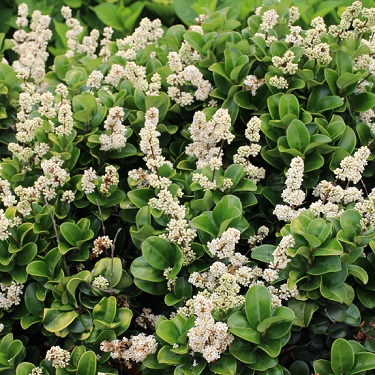 Ligustrum japonicum 'Rotundifolium'