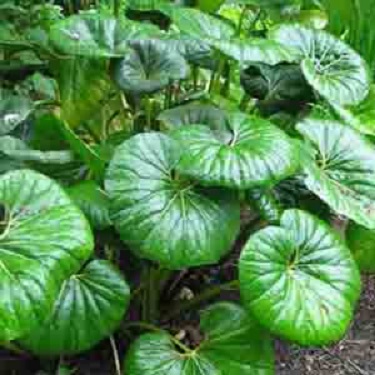 Ligularia reniformis