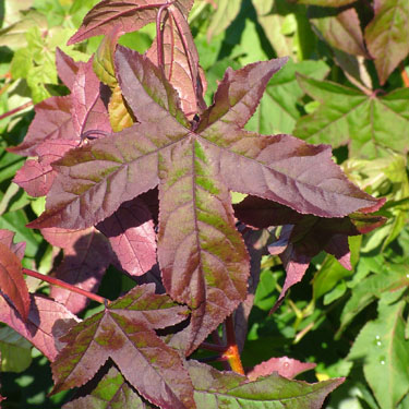 Liquidambar 'Worplesdon'